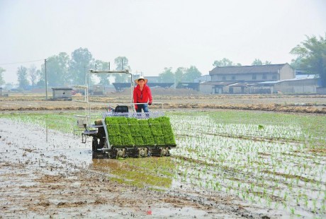 北斗定位，無人駕駛，1小時插秧7畝 這插秧機好牛！